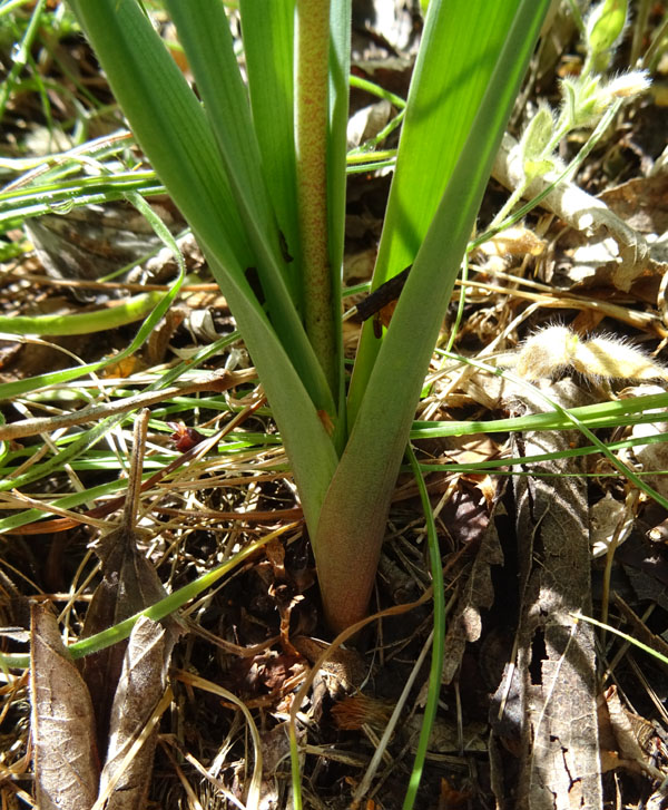 Muscari comosum - Asparagageae